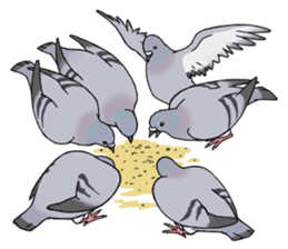 Cute Pigeon sticker #530087