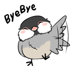 Java sparrow brother sticker #533035