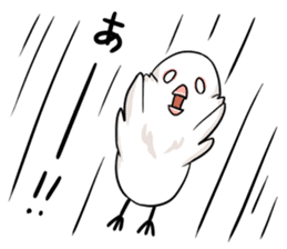 Java sparrow brother sticker #533042