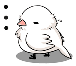 Java sparrow brother sticker #533043