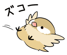 Java sparrow brother sticker #533044