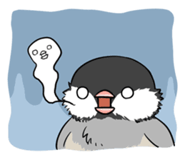 Java sparrow brother sticker #533052