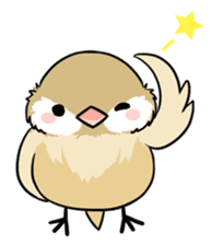 Java sparrow brother sticker #533055