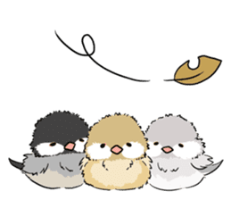 Java sparrow brother sticker #533065