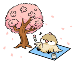 Java sparrow brother sticker #533068