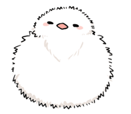 Java sparrow brother sticker #533069