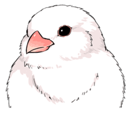 Java sparrow brother sticker #533071