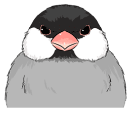 Java sparrow brother sticker #533072