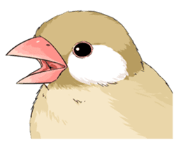 Java sparrow brother sticker #533073