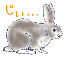 Small Rabbit Feeling sticker #533665