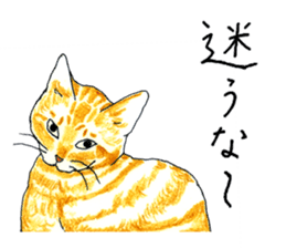 brown tabby cat koto-chan part2 sticker #536520