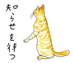 brown tabby cat koto-chan part2 sticker #536526