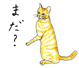 brown tabby cat koto-chan part2 sticker #536527