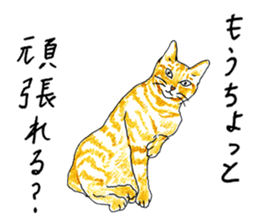 brown tabby cat koto-chan part2 sticker #536530
