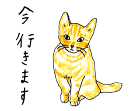 brown tabby cat koto-chan part2 sticker #536534