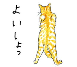 brown tabby cat koto-chan part2 sticker #536539