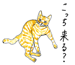 brown tabby cat koto-chan part2 sticker #536548