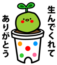 Species of balloon vine sticker #550078