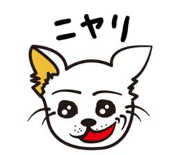 Cute Chihuahua! sticker #554227