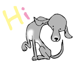 The Italian Greyhound festival! sticker #557554