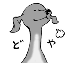 The Italian Greyhound festival! sticker #557555