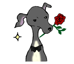 The Italian Greyhound festival! sticker #557558