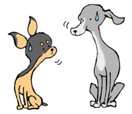 The Italian Greyhound festival! sticker #557560
