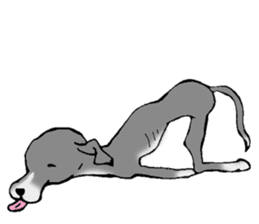 The Italian Greyhound festival! sticker #557564