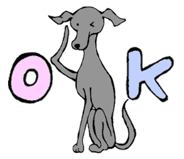 The Italian Greyhound festival! sticker #557566