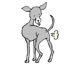 The Italian Greyhound festival! sticker #557580