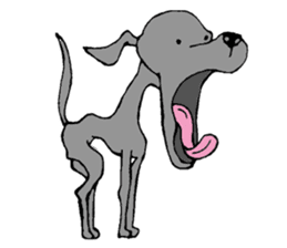 The Italian Greyhound festival! sticker #557582
