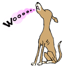 The Italian Greyhound festival! sticker #557583