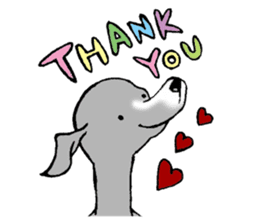 The Italian Greyhound festival! sticker #557585