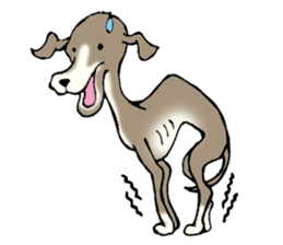 The Italian Greyhound festival! sticker #557586