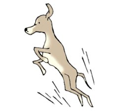 The Italian Greyhound festival! sticker #557589