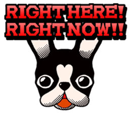 Dogs,Cats and Love Umbrellas1(English) sticker #562917