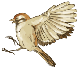 Chik Chirik the sparrow sticker #570196