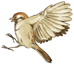 Chik Chirik the sparrow sticker #570196