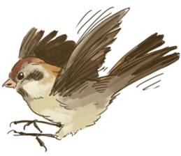 Chik Chirik the sparrow sticker #570214