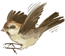 Chik Chirik the sparrow sticker #570214