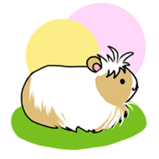 Tiny Cavy sticker #576072