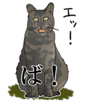Kesen Dialect cat sticker #577034