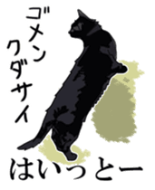 Kesen Dialect cat sticker #577046