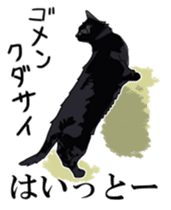 Kesen Dialect cat sticker #577046