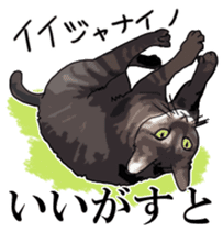 Kesen Dialect cat sticker #577050