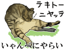 Kesen Dialect cat sticker #577051