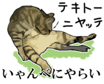 Kesen Dialect cat sticker #577051