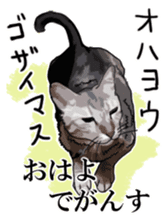 Kesen Dialect cat sticker #577062