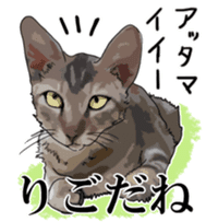 Kesen Dialect cat sticker #577065