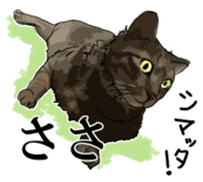 Kesen Dialect cat sticker #577066